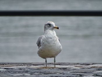 Seagull perching on a sea