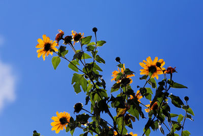 Low angle view of flowering plant against blue sky