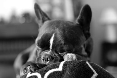 Close-up of dog relaxing