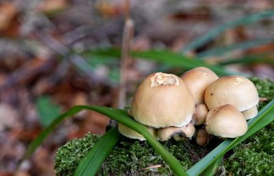 Close-up of mushroom on field