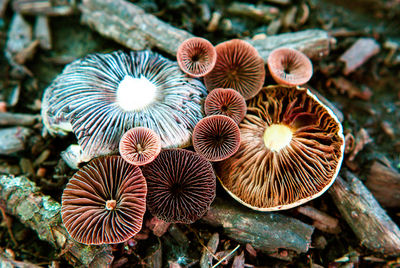 High angle view of mushrooms growing outdoors