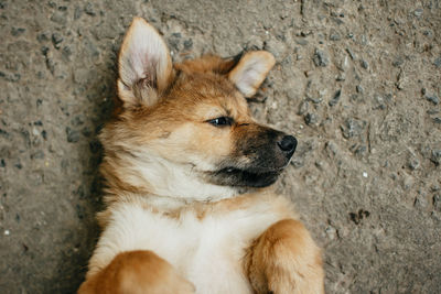 High angle view of dog looking away