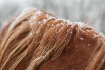 Close-up of horse during snowfall