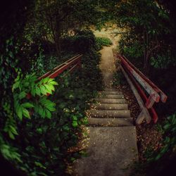 Steps amidst trees