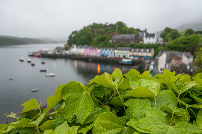 Wet leaves in the foreground with the blurred village of portree in the background, skye island