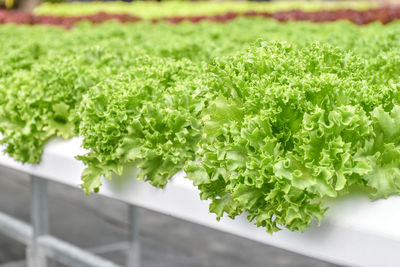 Close-up of chopped vegetables