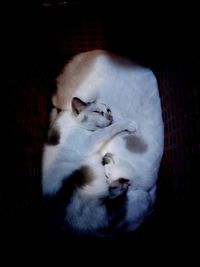 Cat relaxing on floor