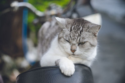 Close-up of cat