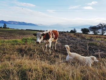 View of sheep on field