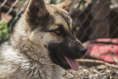 Close-up of dog looking away