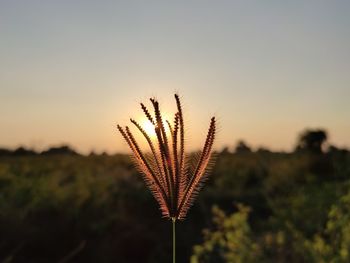 Close-up of silhouette plant against sky during sunset