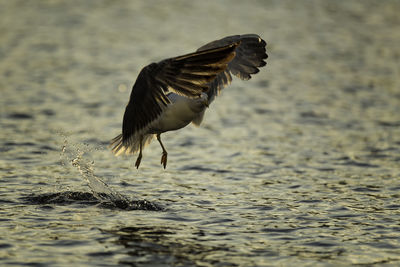 Bird flying over water