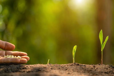 Close-up of person hand on plant