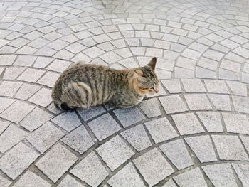 High angle view of tabby cat on footpath