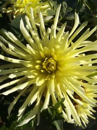 Close-up of yellow flowering plant