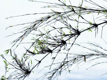 Low angle view of tree against clear sky
