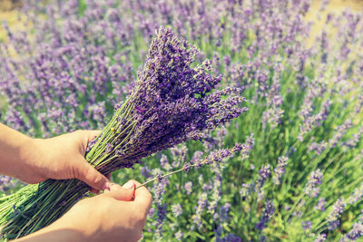 Midsection of woman holding lavender on field