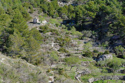 Plants growing on tree mountain