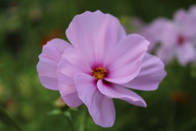 Close-up of cosmos flower blooming outdoors