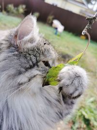 Close-up of cat eating