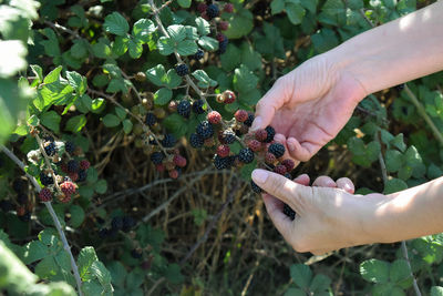 Cropped hand of woman holding plant