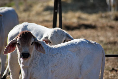 Close-up of cow on field