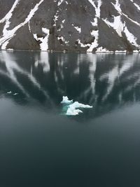 Reflection of trees in water