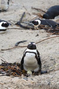 Close-up of penguin on rock