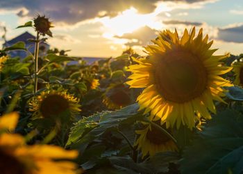 Close-up of sunflower on field against sky