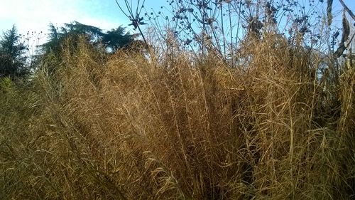 View of trees in forest