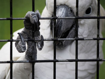 Close-up of bird against blurred background