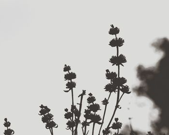 Low angle view of flower tree against clear sky