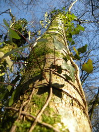 Low angle view of tree against sky