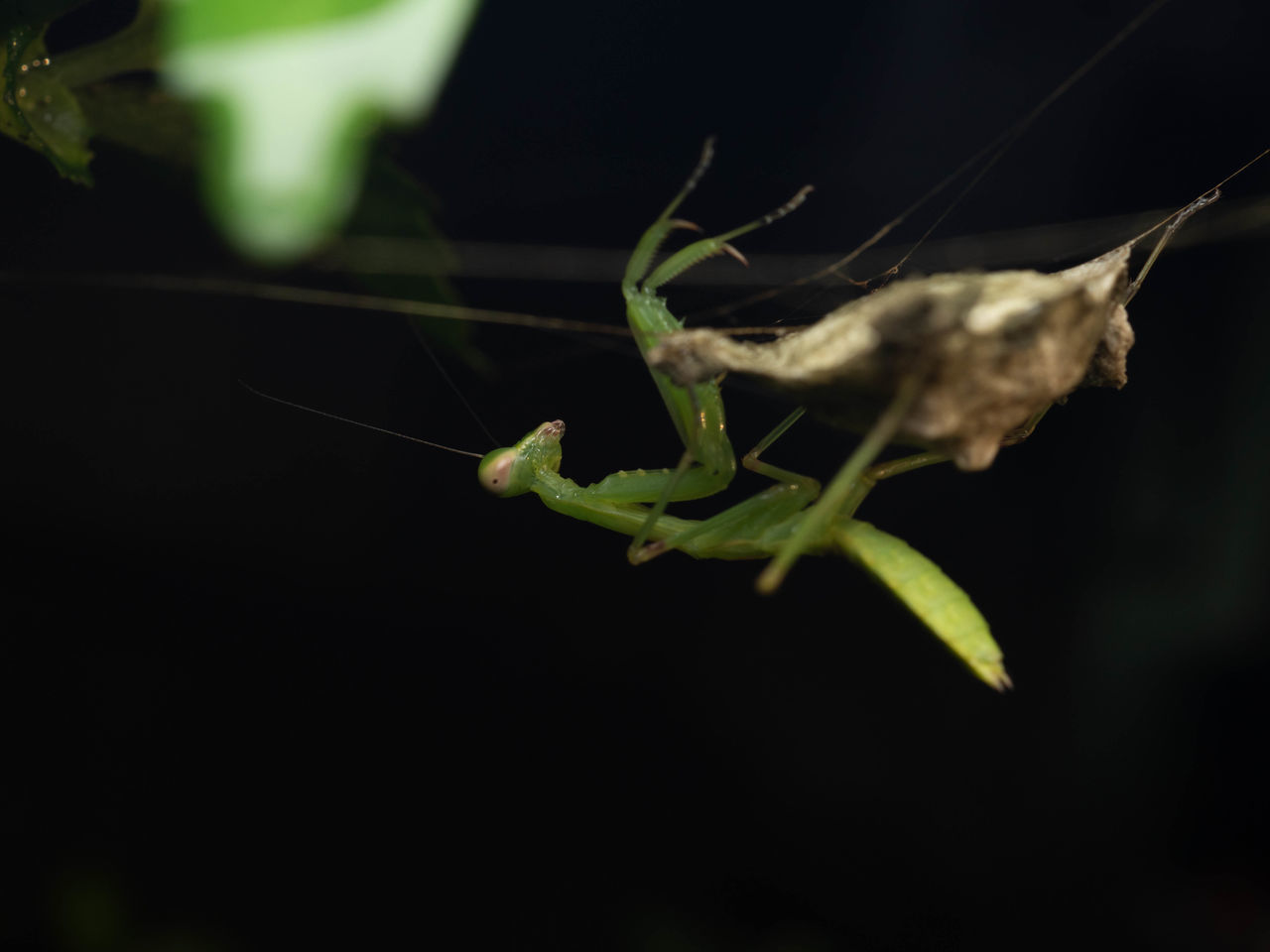 CLOSE-UP OF INSECT