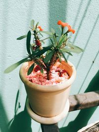Close-up of potted plant on table