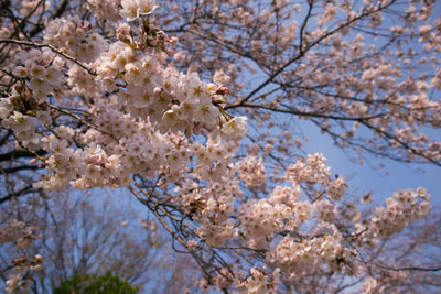 Low angle view of cherry blossoms against sky