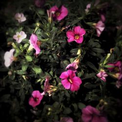 Pink flowers blooming outdoors