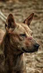 Wounded dog looking away outdoors