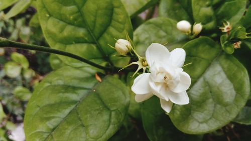 Close-up of white flowers