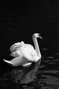 Swan swimming in lake