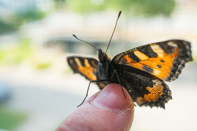 Close-up of butterfly on hand