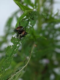 Close-up of insect on leaf