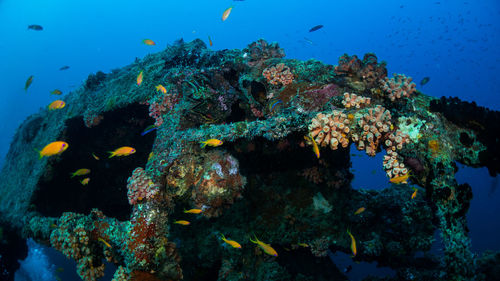 Fish swimming in sea