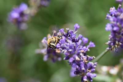 Close-up of bee pollinating on lavender