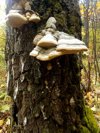 Close-up of mushroom growing on tree trunk
