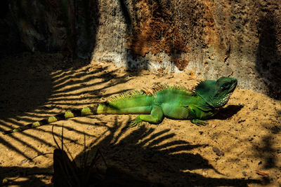 Close-up of lizard on rock