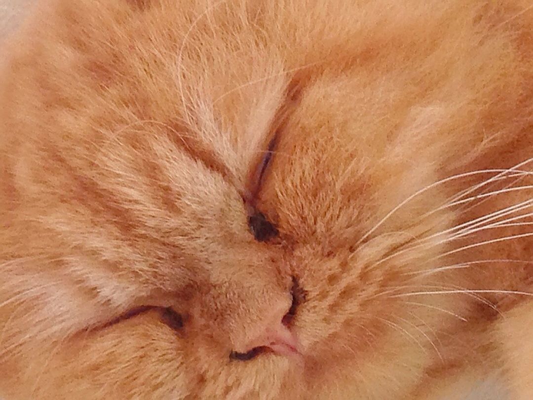 CLOSE-UP OF CAT SLEEPING