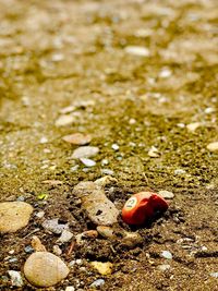 High angle view of ladybug on beach