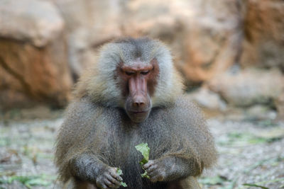 Close-up of monkey holding leaf