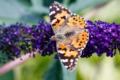 Close-up of butterfly pollinating on purple flower